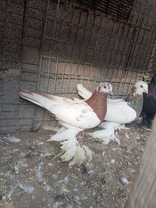 Продам голубей капканов