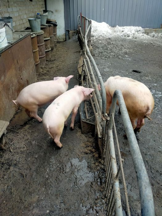 Продам поросят 3.5мес