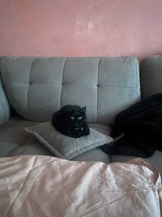 Пропала кошка (4 года)