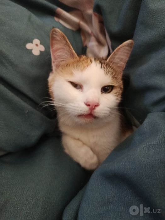 Потерялась кошка