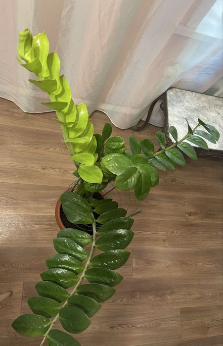 Замиакулькас (Денежное дерево).