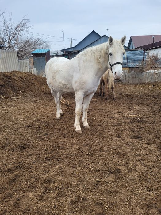 Жорга бие, кабыла.