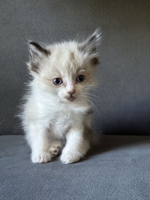Отдам котят в хорошие руки