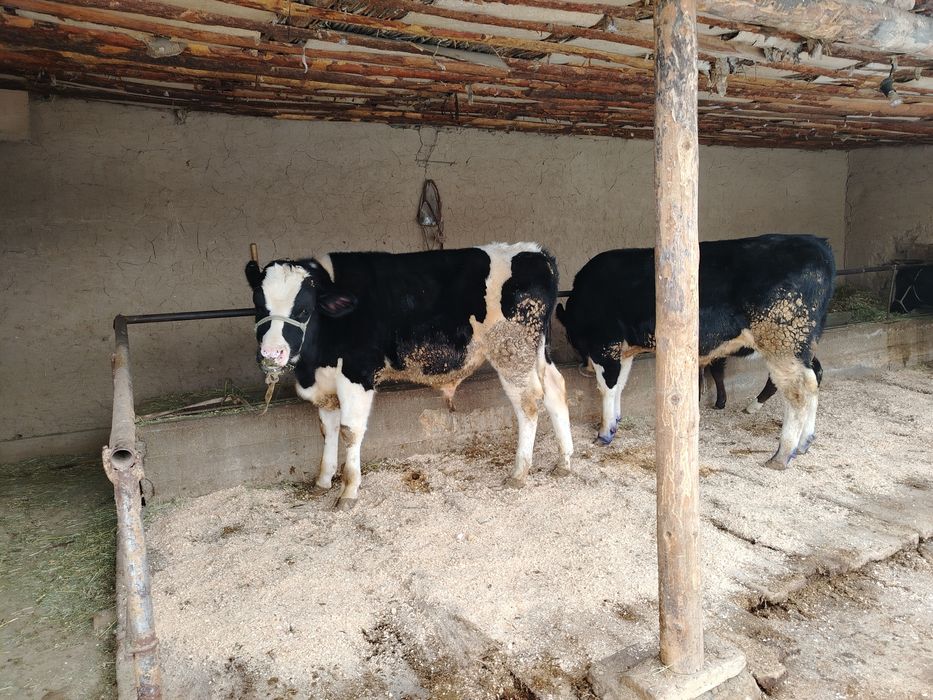 Чёрный пестро  8айлык сатылады