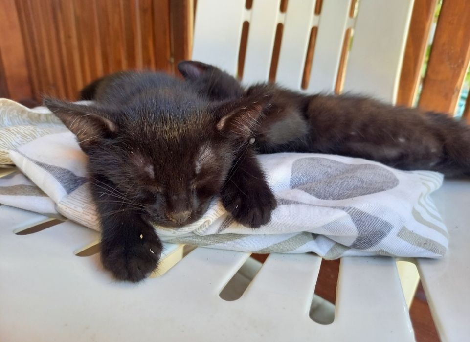 Adoptie pisicuțe negre