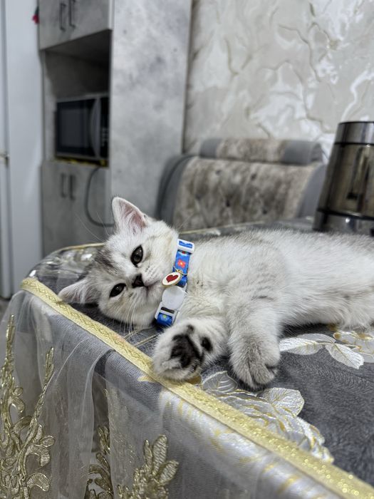 Шотланская Серебристая Скотиш Страйт Шиншилла