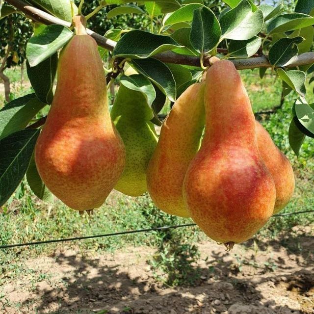 КУЧАТЛАР Хамма турдаги мевали кучатларимиз бор сортига кафолат берилад