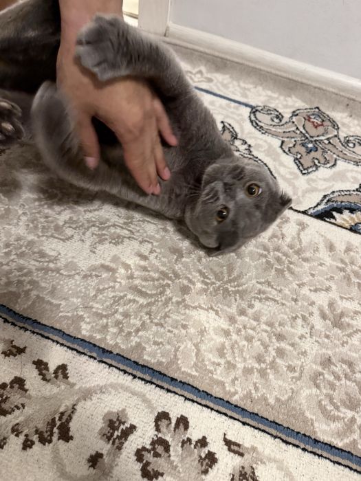Scottish fold mushuk