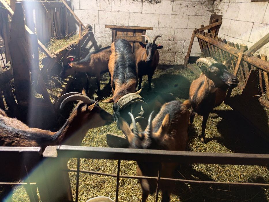 Vând capre alpine franceza rasa pura