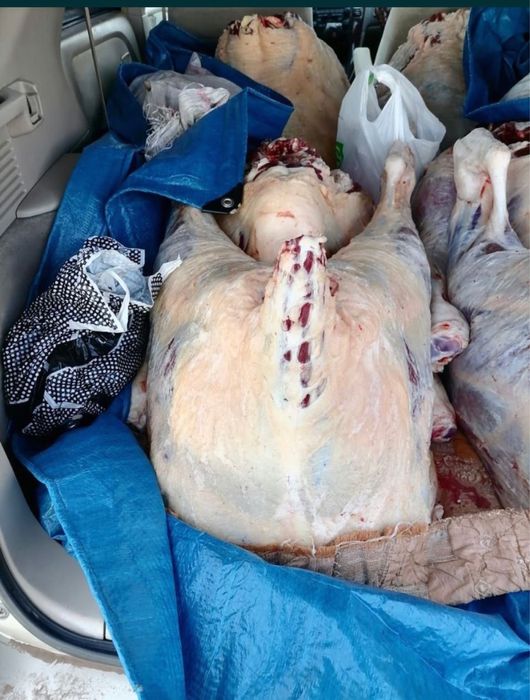 Согым сиыр еті,жылкы еті  Семейден жайлаудын малы