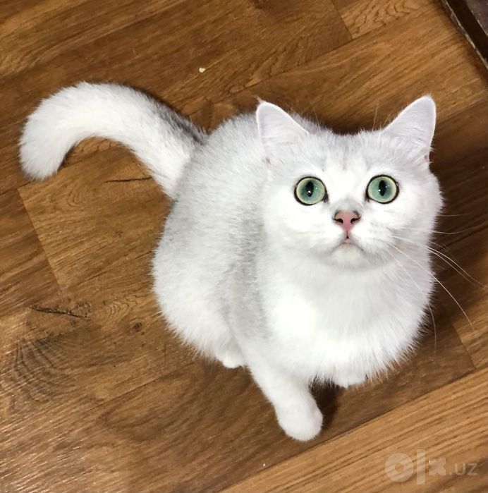 Шиншилла! Девочка!