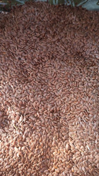 Семена Лён Абакус