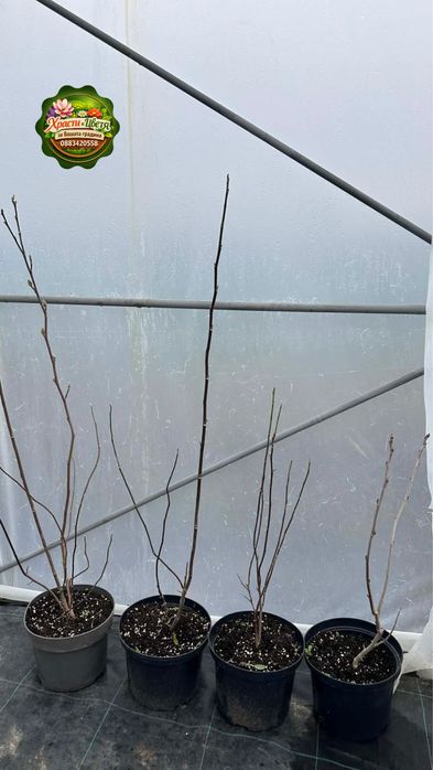 Магнолия 6 сорта