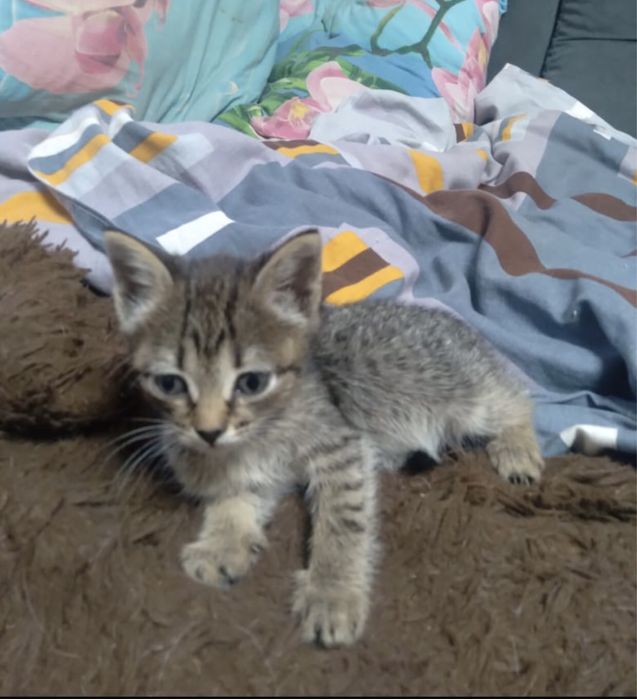 Котёнок в добрые руки