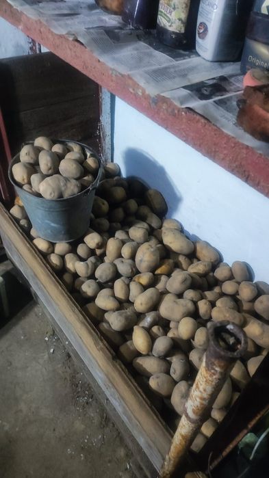 Продам картофель