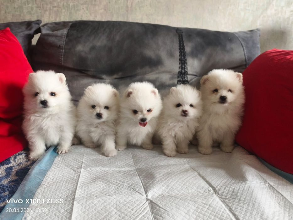 Очаровательные щенки шпица.