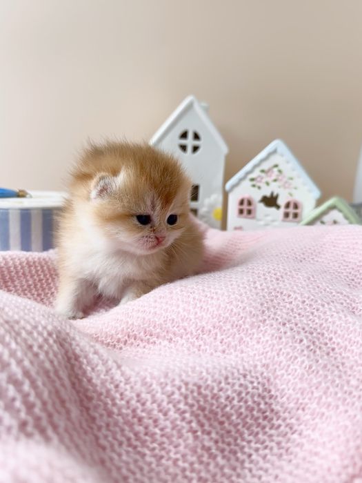 Котята Британские золотые Шиншиллы
