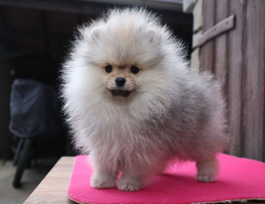 Миниатюрно момиченце померан с родословие FCI