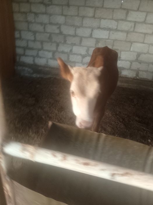 Ұрғашы баспақ бағылған 1 жас 3 айлық