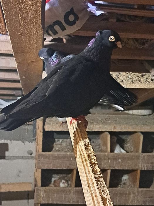 Vând sau schimb porumbei zburători i de înălțime