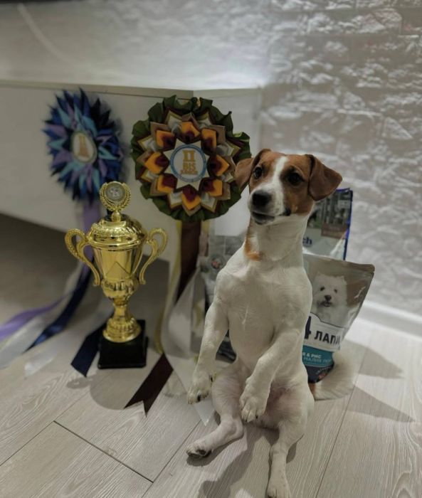 Вязка джек рассл