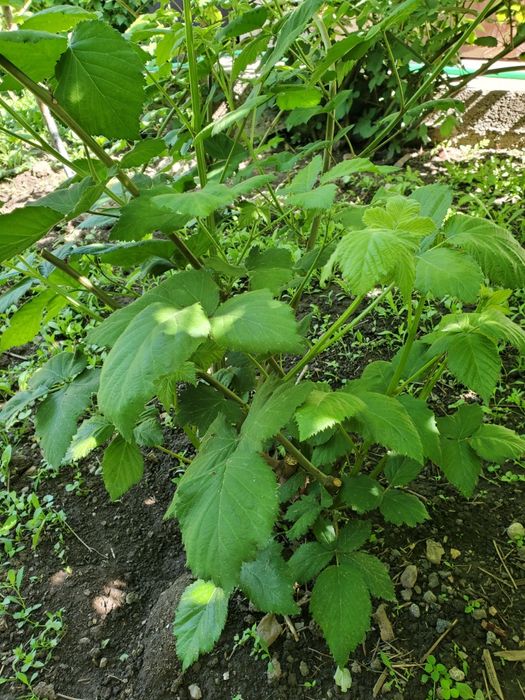 Ежемалина большими кустами