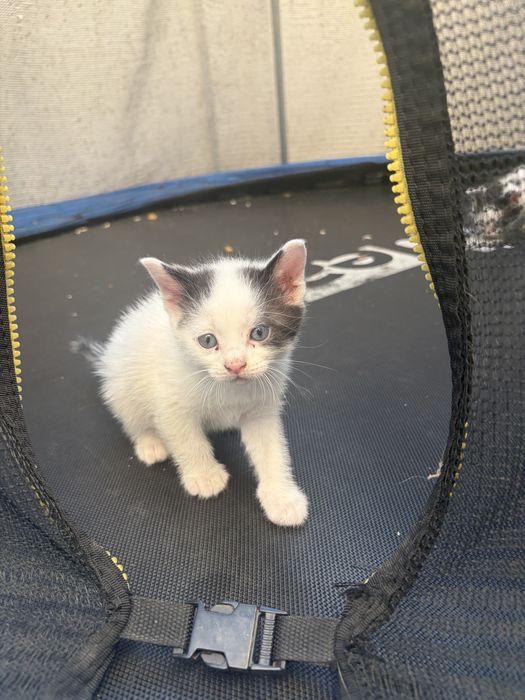 Adoptie Donez Pisici