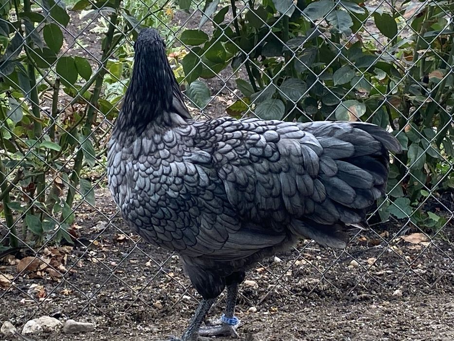 Oua incubat australorp negru si albastru