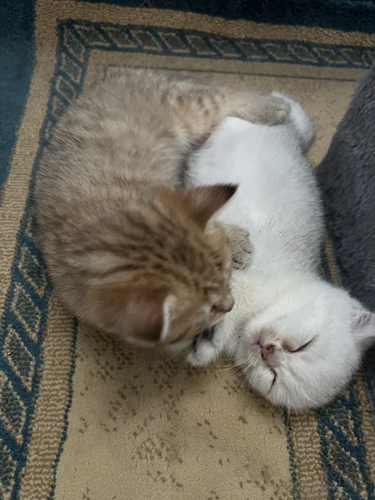 Продам породистых котят
