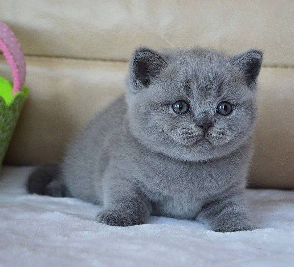 Британские короткошерстные котята