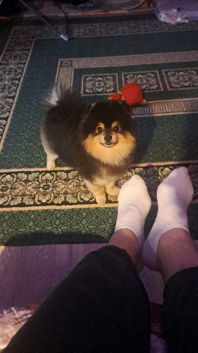 Продам немецкого шпица