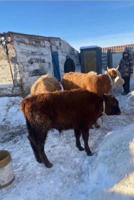 Еркек баспактар сатылады