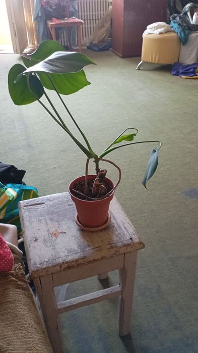 Продам комнатные растения