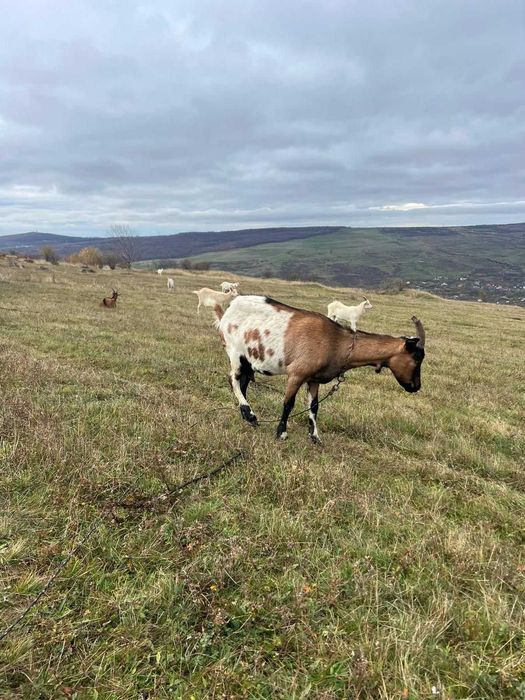 Vânzare capre Pistru Farm Deleni