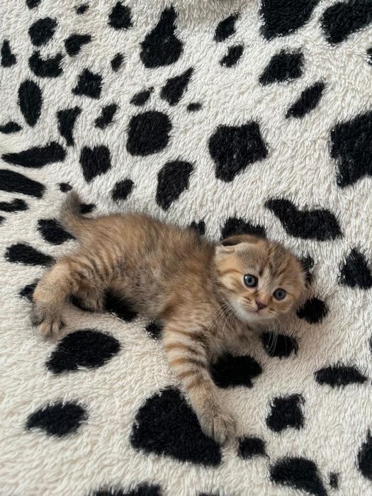 Шотландские котята