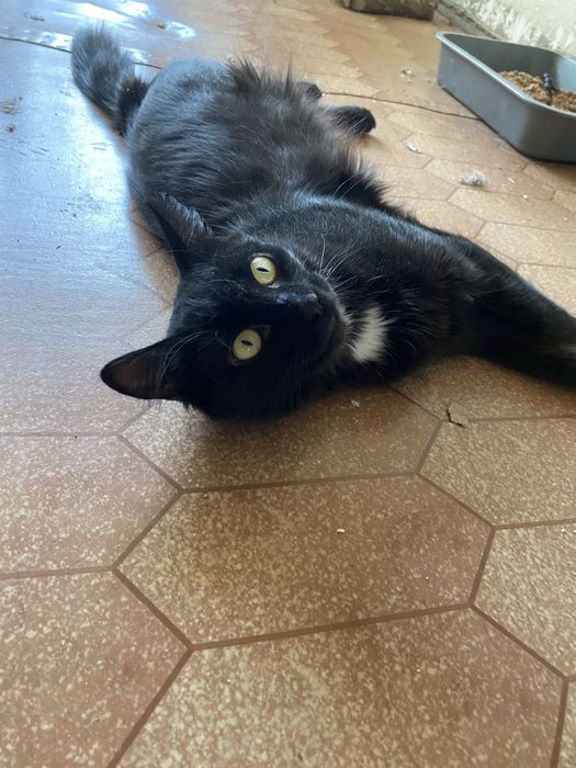 Кошечка и кот ищут добрые ручки