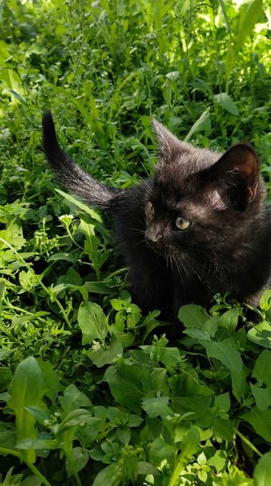 Маленькие котята, ≈ 3 месяца