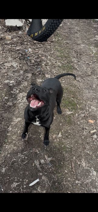 Элитные щенки питбуля — бронь открыта!