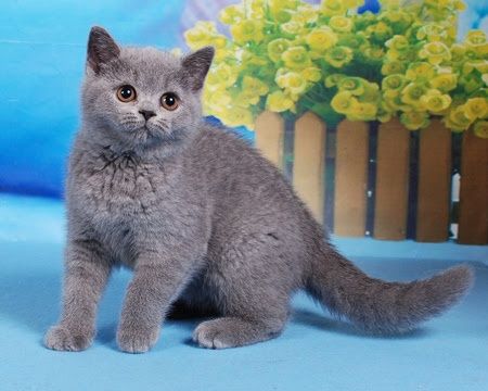 Sasha Grey HD porno filmini tomosha qiling