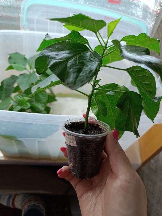 Укоренные черенки гибискуса