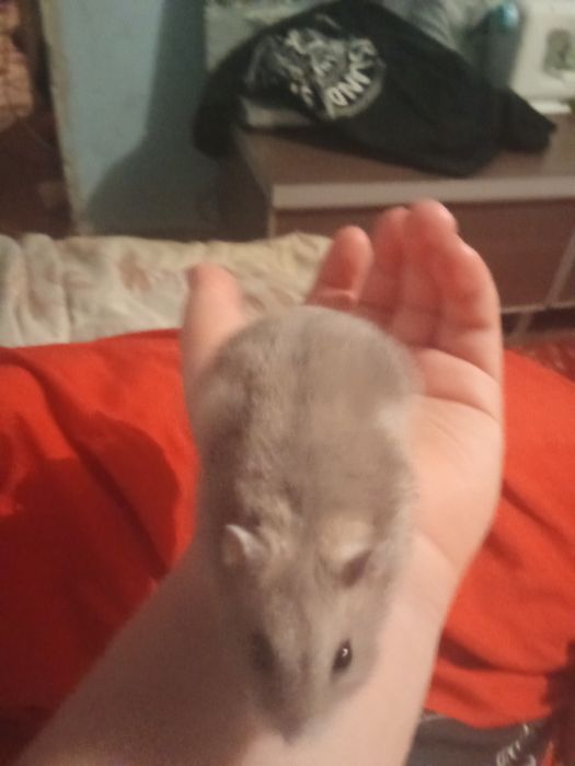 Хомячок хороший 2 месяца