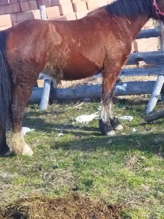 Mânză de 2 mai multe detalii la tel