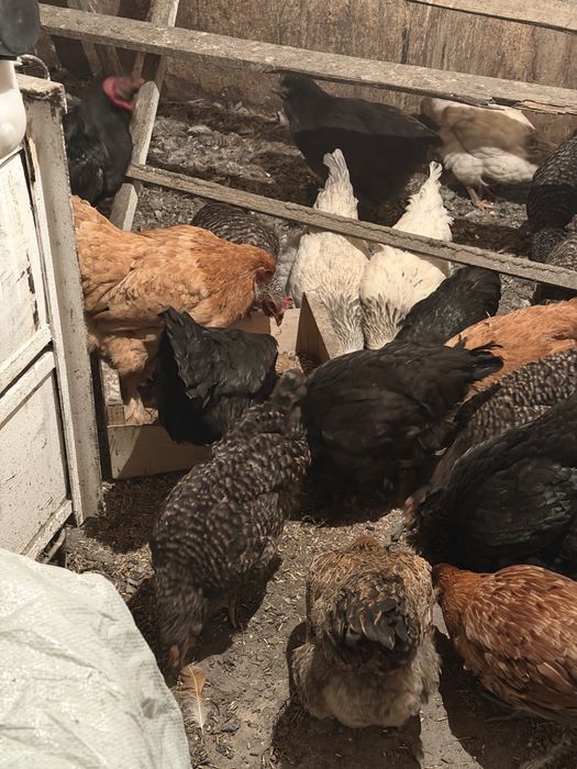 Продам курей петухов