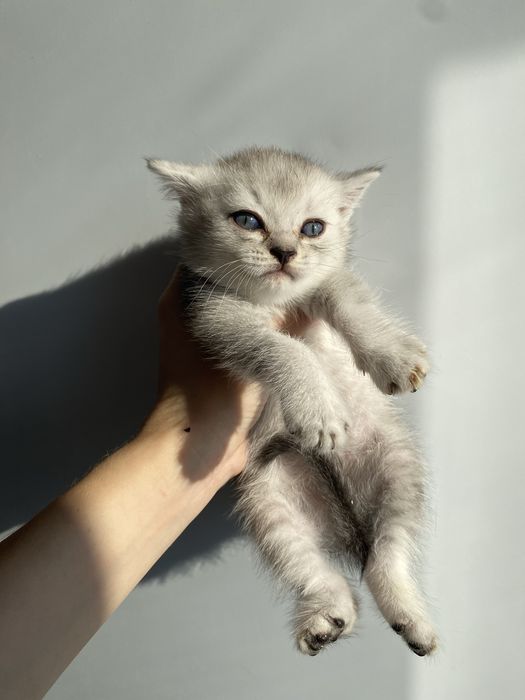 Шотландский котенок шиншила