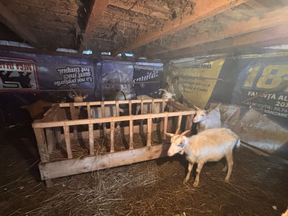 Capre de rasa saneen