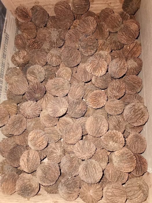 Nuci negre americane (Nuc Negru)