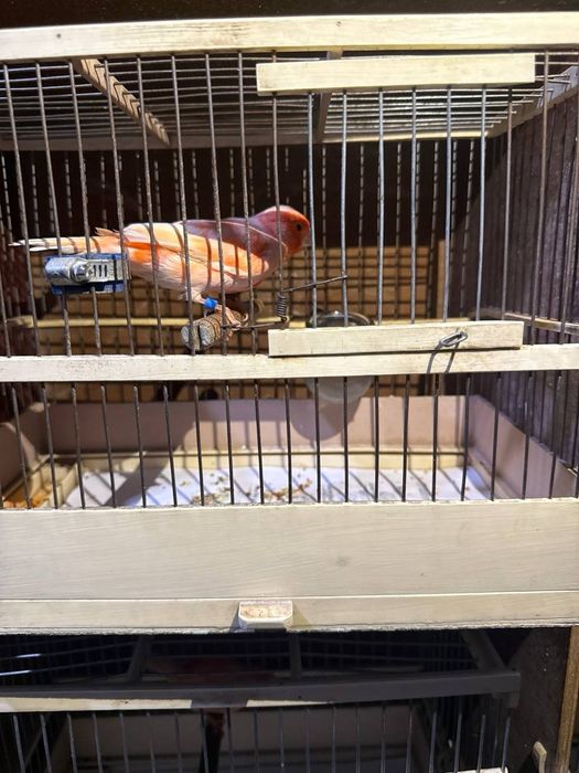 Sayraydigan Kanareykalar