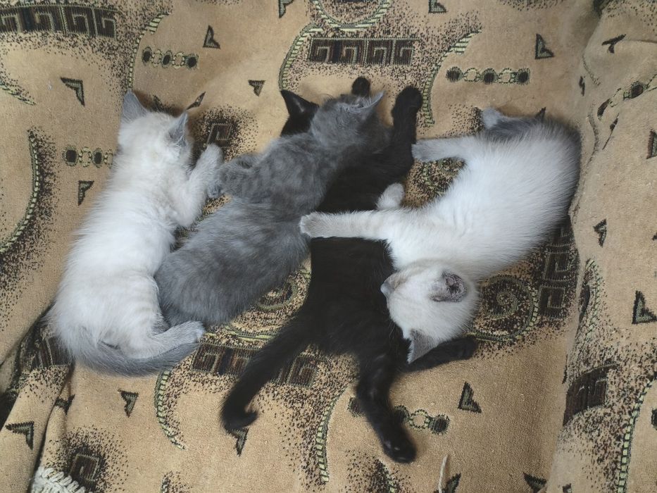 Отдам котят в хорошие руки