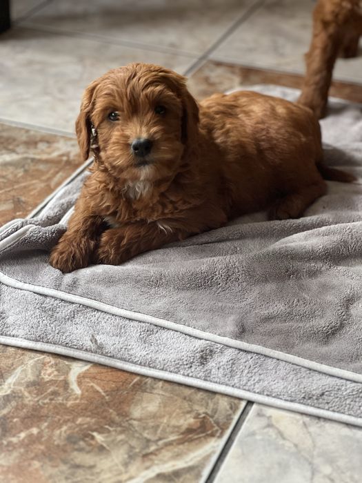 Goldendoodle F1B fetita superba