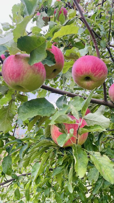продам Алматинский АПОРТ